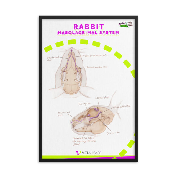 VETAHEAD Rabbit Nasolacrimal duct Framed poster