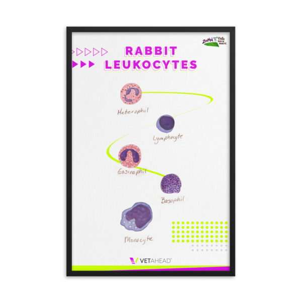 VETAHEAD Rabbit Leukocytes Framed Poster