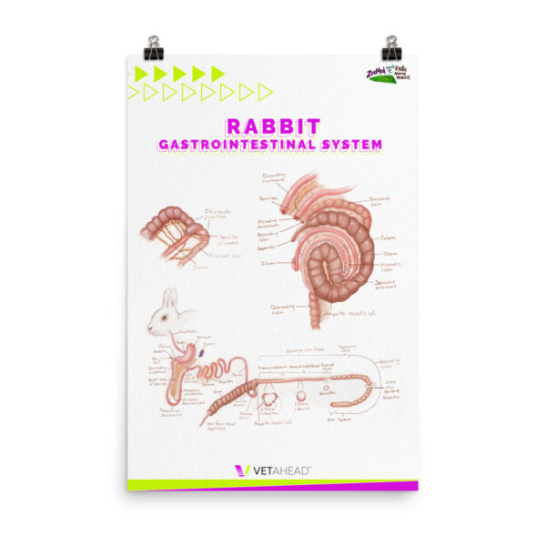 VETAHEAD Rabbit Gastrointestinal System Poster