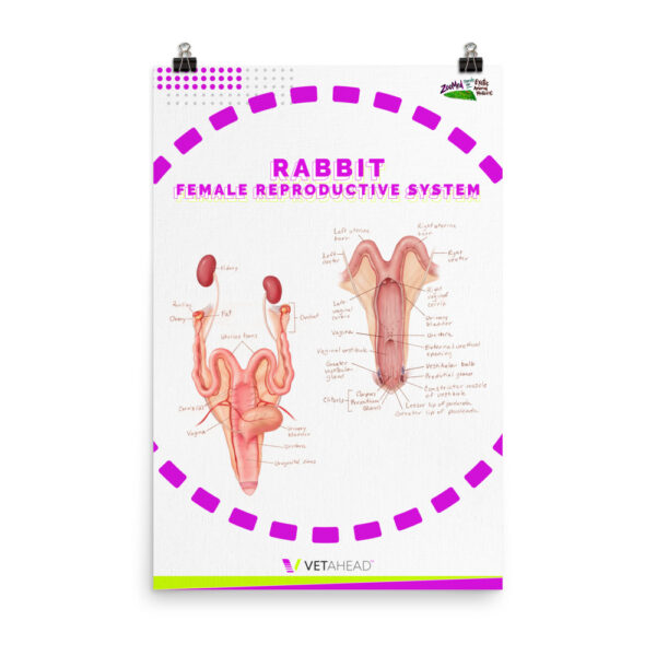 VETAHEAD Rabbit Female Reproductive System Poster