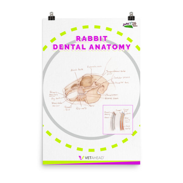 VETAHEAD Rabbit Dental Anatomy Poster