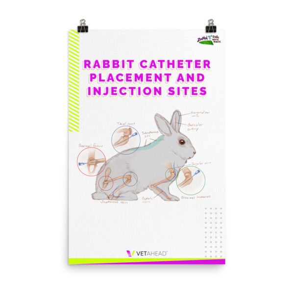 VETAHEAD Rabbit Catheter Placement and Injection Sites Poster