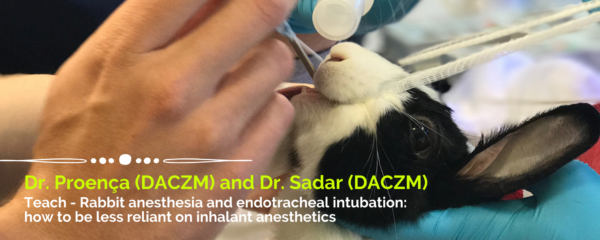 Rabbit anesthesia and endotracheal intubation: how to be less reliant on inhalant anesthetics