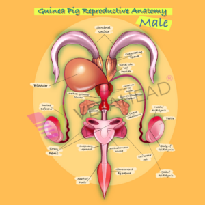 Hystricomorph 9